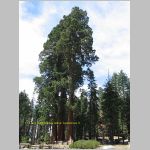 20060822_22Sequoia_006 copia.jpg